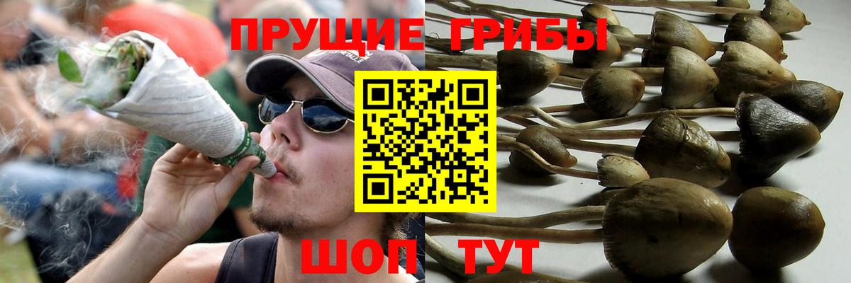 Баксан  Псилоцибиновые грибы прущие грибы  Псилоцибиновые грибы Psilocybe  Вход с VPN 
